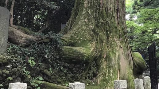 高尾山の蛸杉