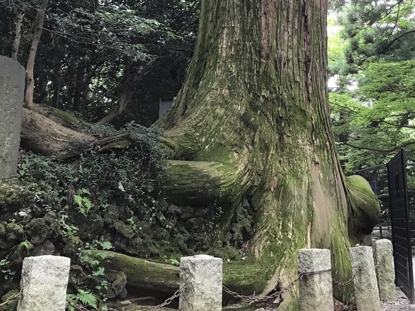 高尾山の蛸杉