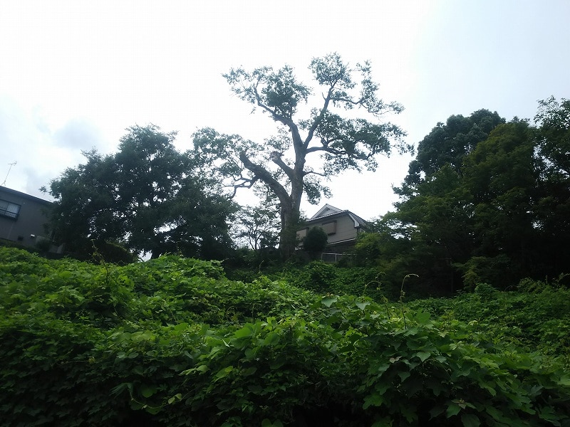 枚方田中邸のむくの木