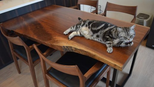 ウォールナット一枚板テーブルと猫