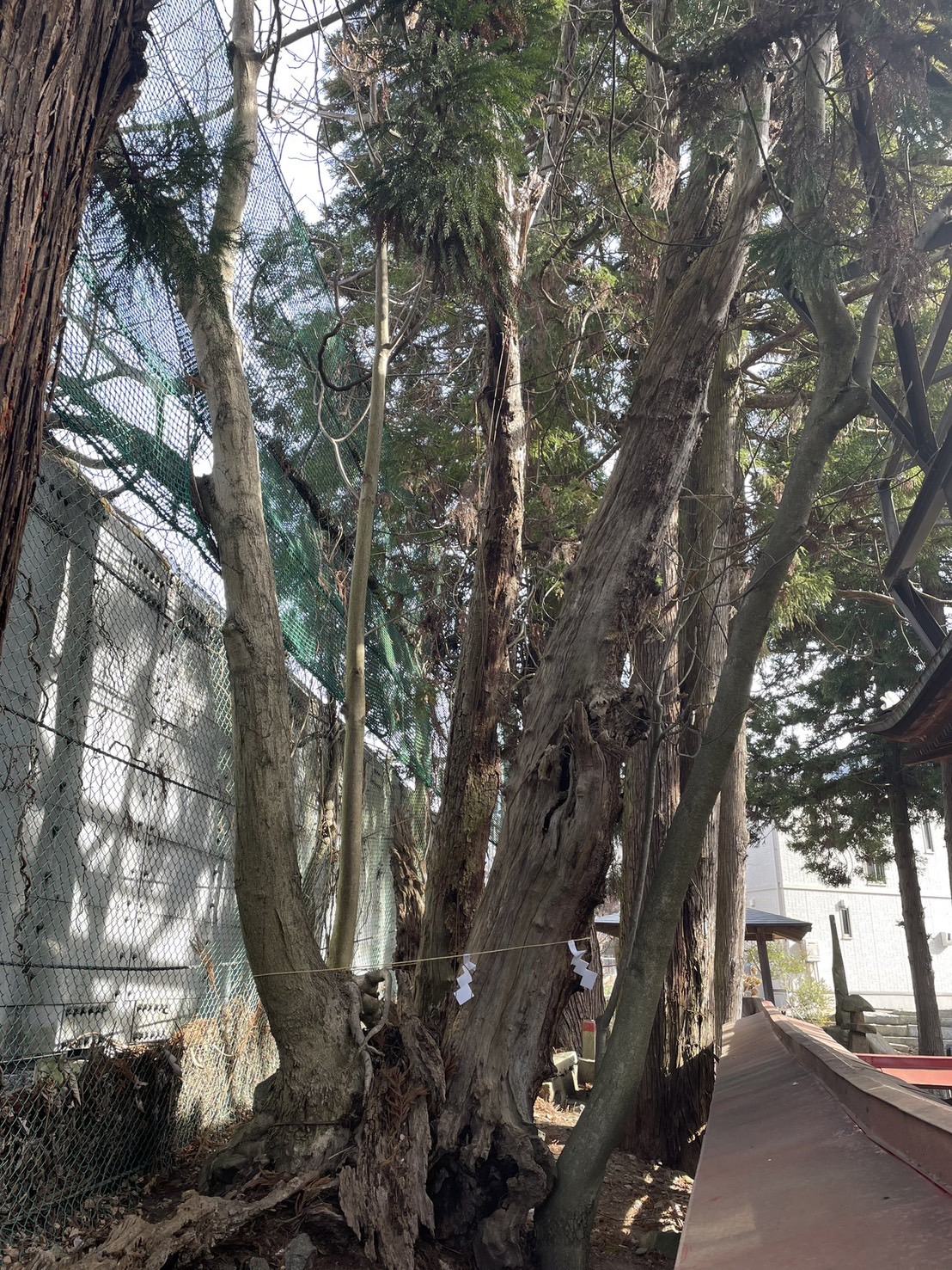 初鹿野諏訪神社のホウの木