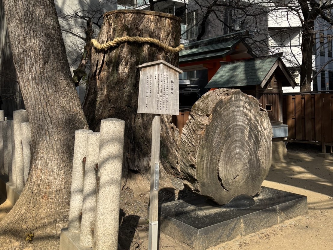 神秘】樹齢500年！時を超えて生きるクスノキの奇跡 | 一枚板テーブル 