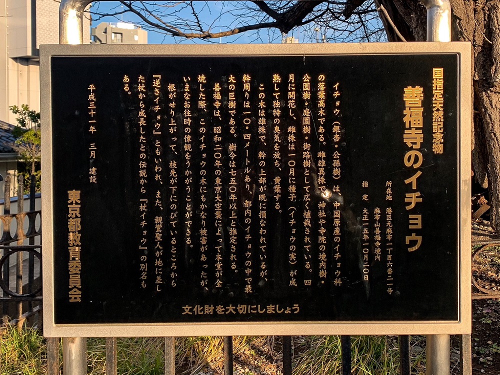 善福寺のイチョウ