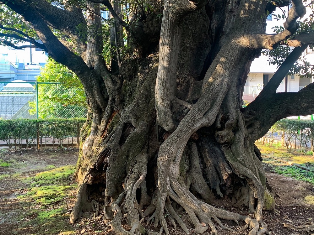 旧細川邸のシイ