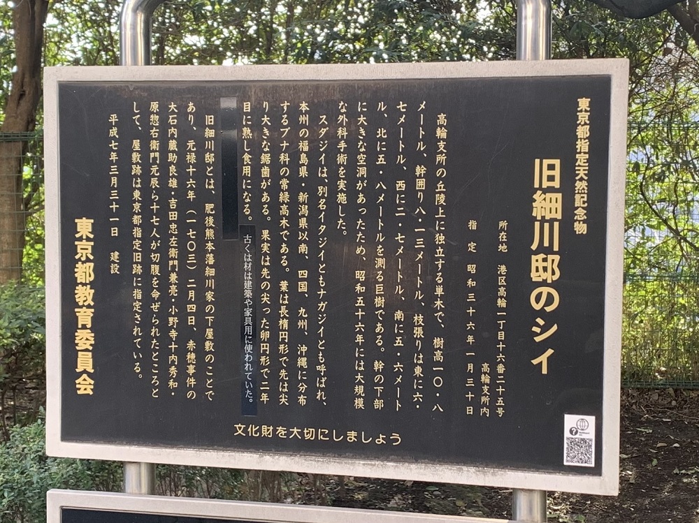 旧細川邸のシイ