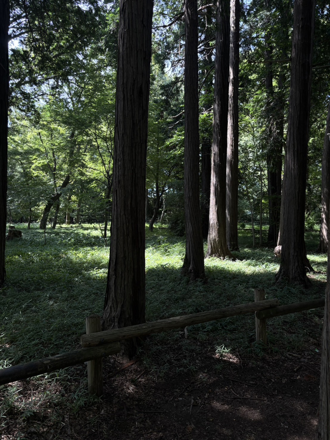 井の頭公園