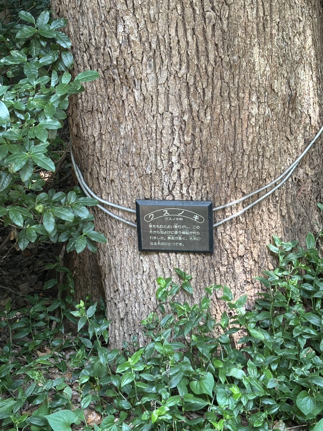 井の頭公園のクスノキ