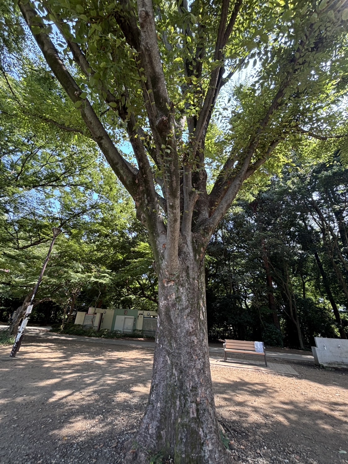 井の頭公園のケヤキ