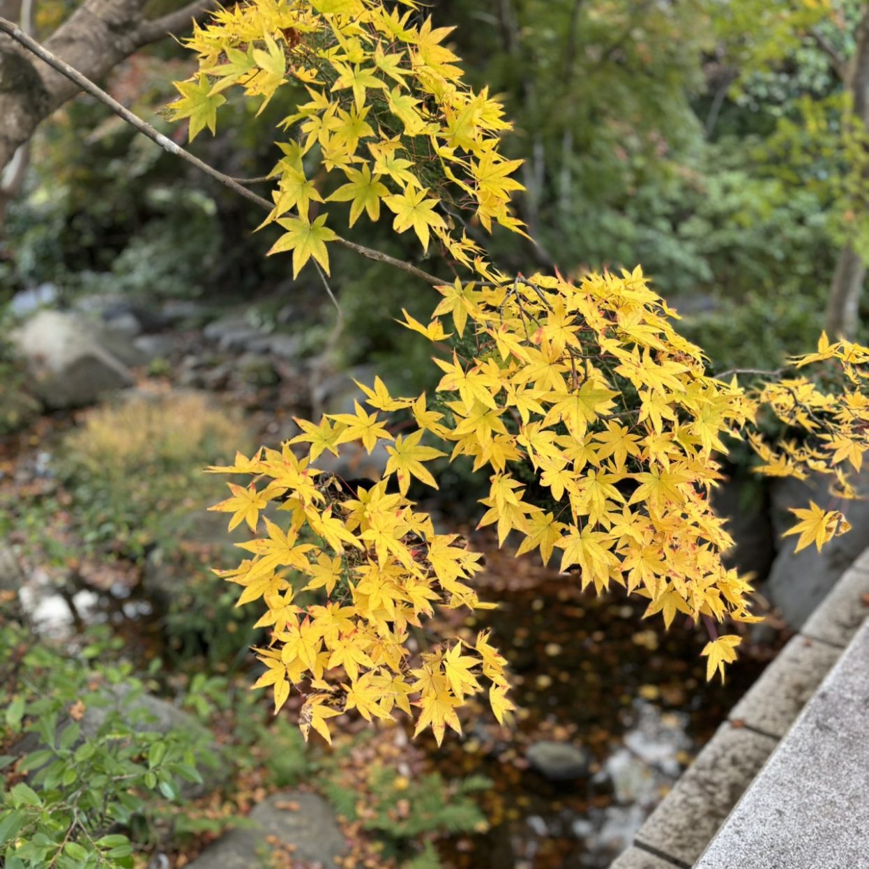 モミジとカエデ