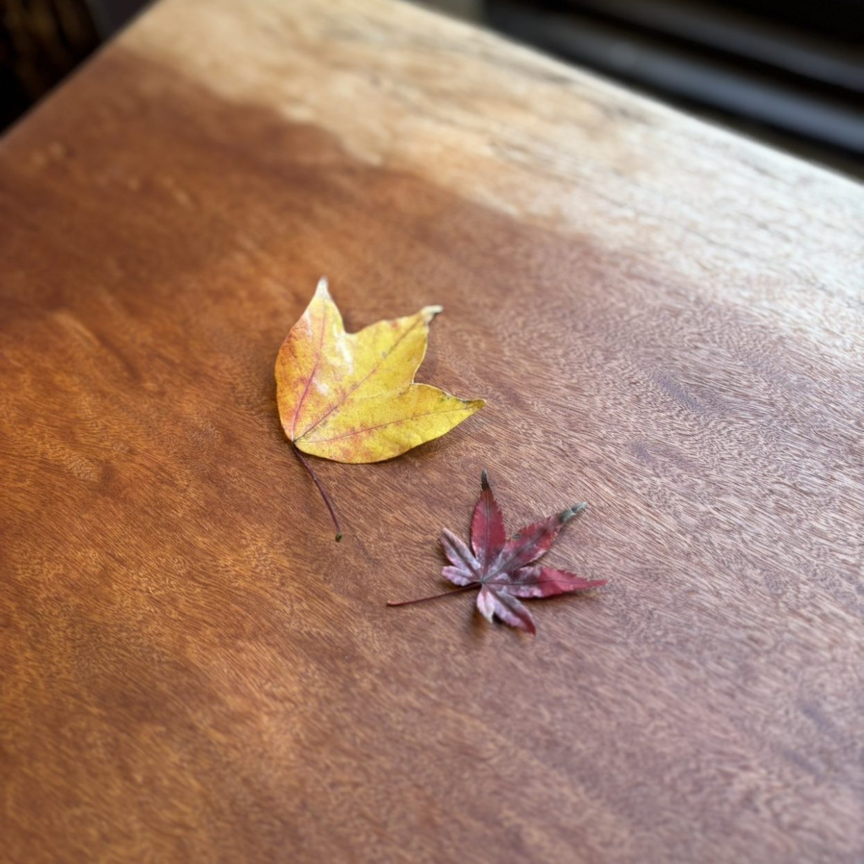 モミジとカエデ