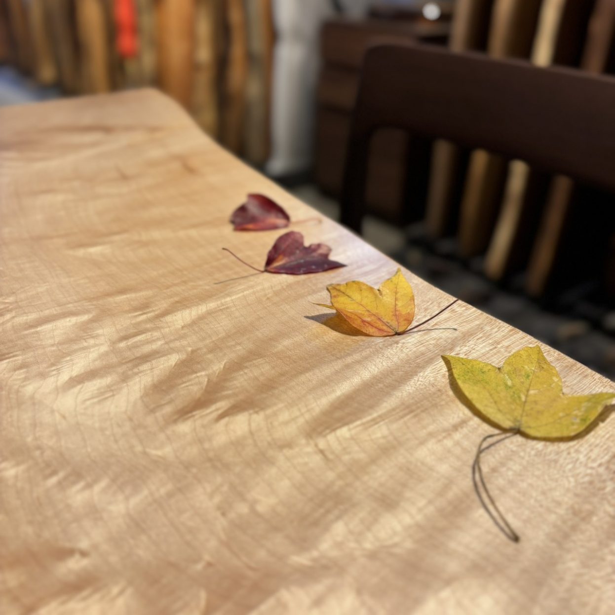 吉祥寺店展示のカエデ一枚板テーブル