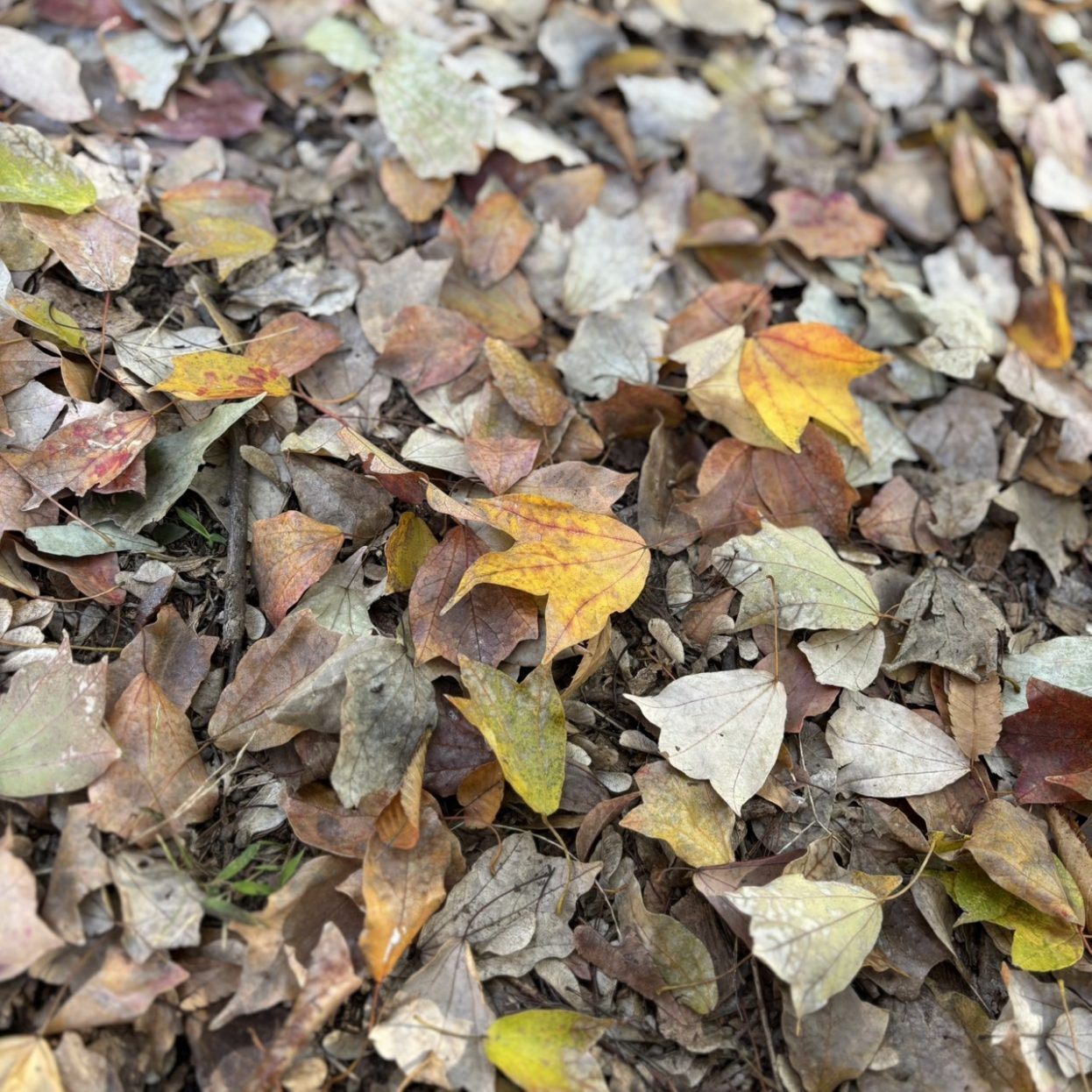 モミジとカエデ