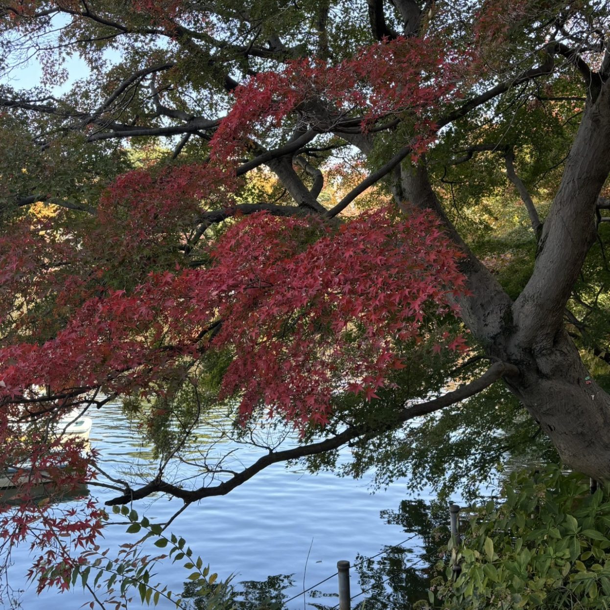 モミジとカエデ