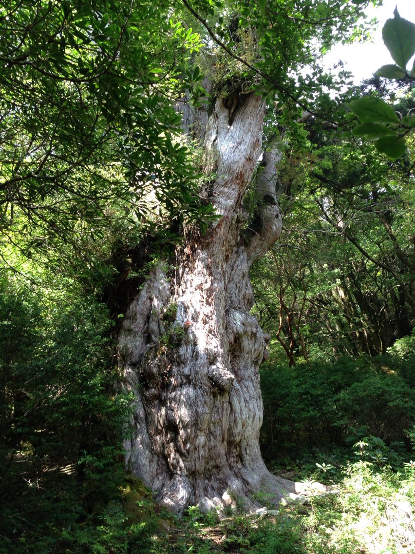 屋久杉