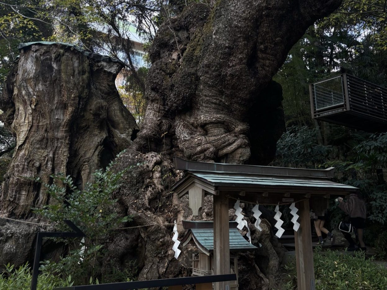 【吉祥寺店】弥生時代から生き続ける木