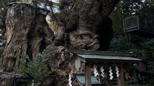 【吉祥寺店】弥生時代から生き続ける木