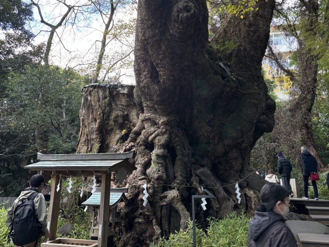 来宮神社の大楠