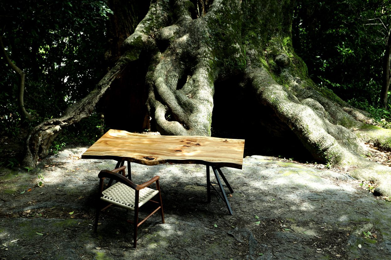 クスの大木とクスの一枚板