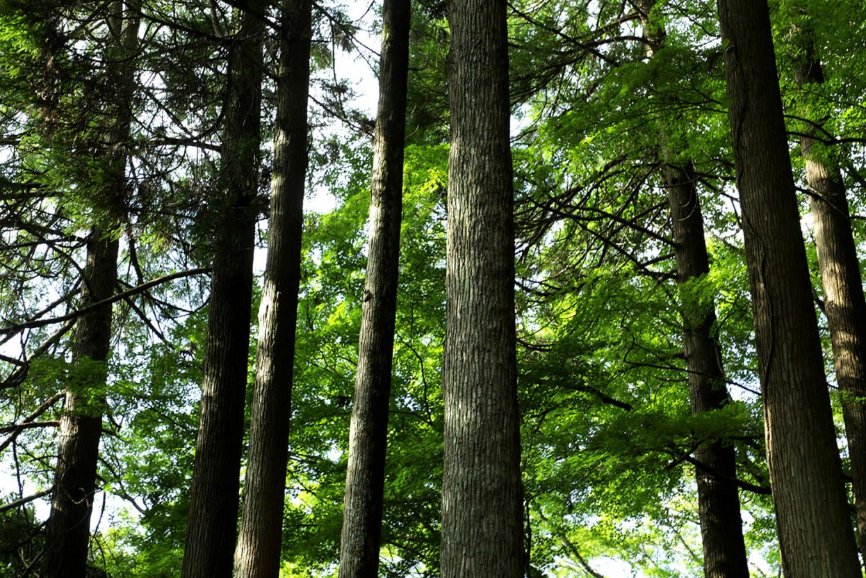 針葉樹と広葉樹