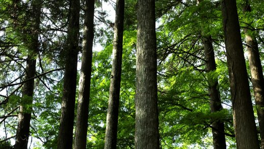 針葉樹と広葉樹