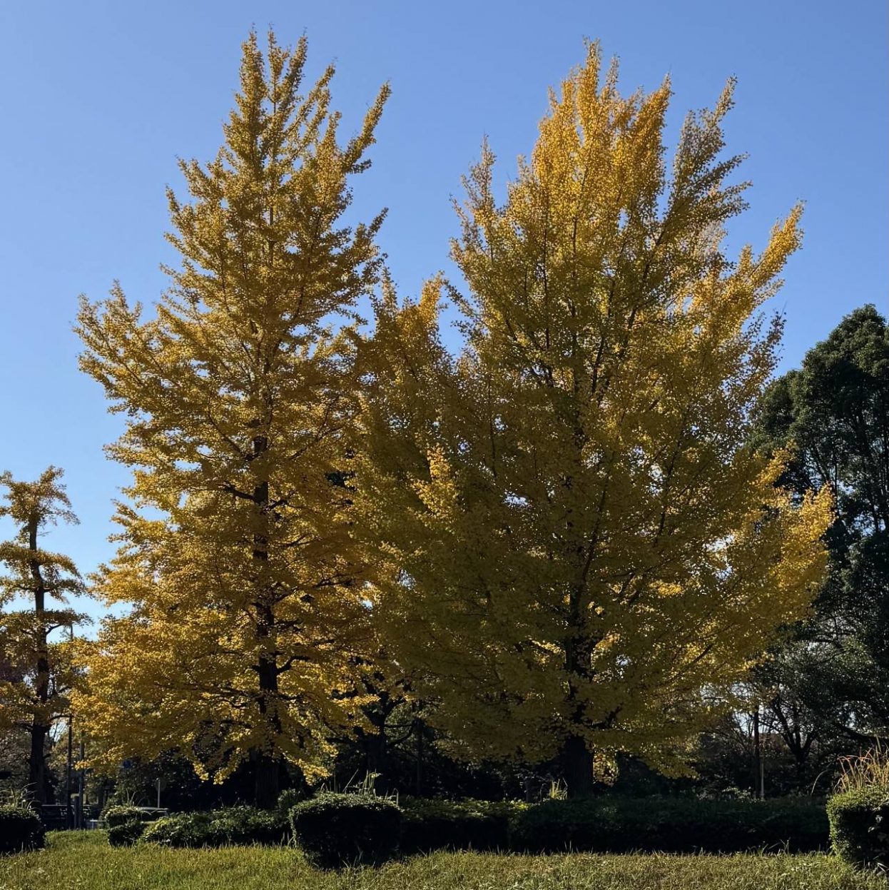 イチョウの木