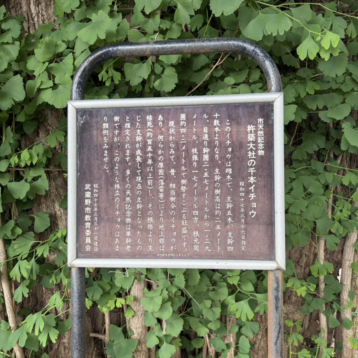 千本イチョウ