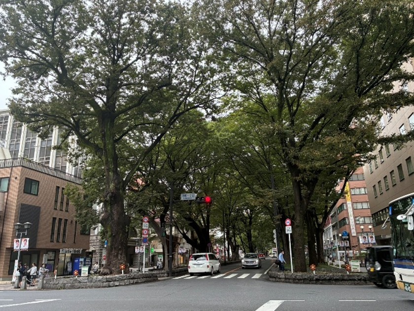 ケヤキ並木の参道