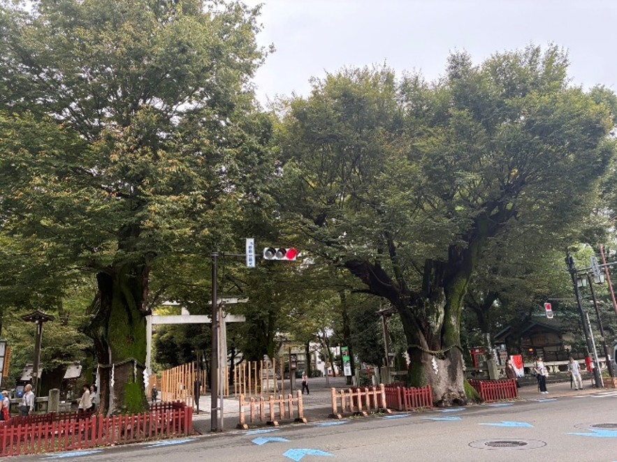 ケヤキ並木の参道